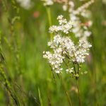 Koloncos legyezőfű (Filipendula vulgaris)