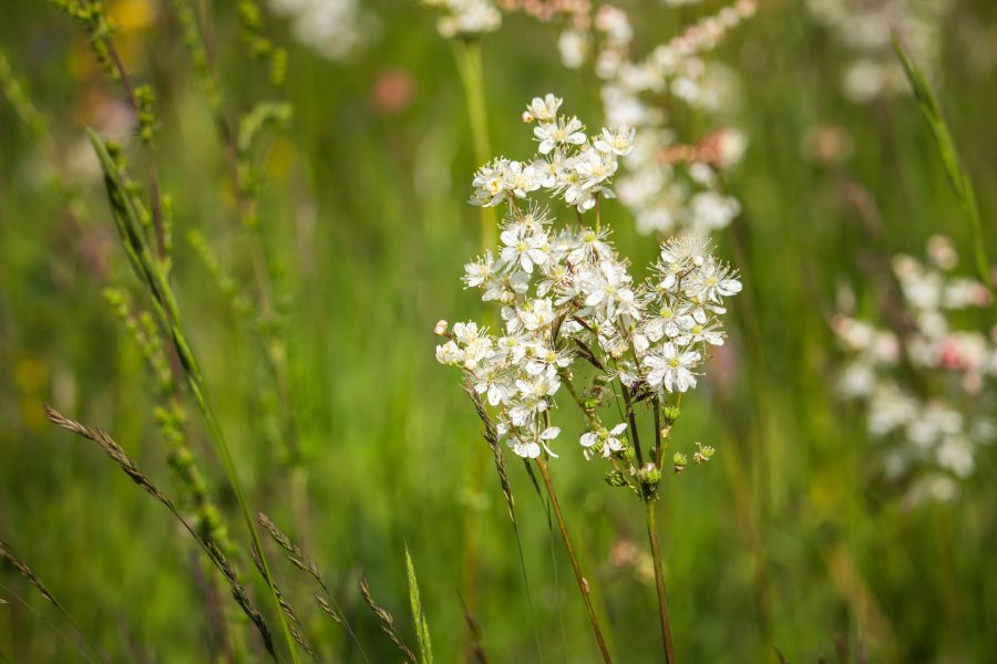 Koloncos legyezőfű (Filipendula vulgaris)