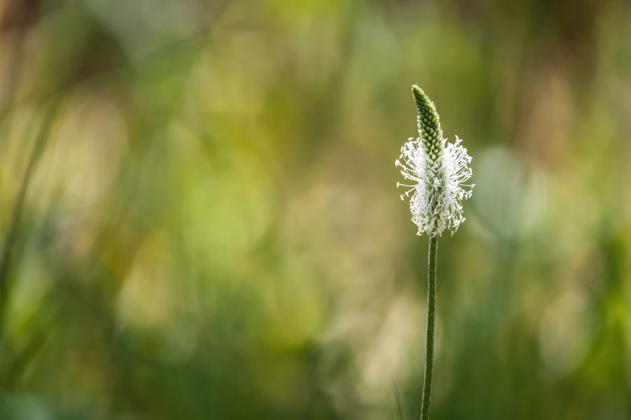 Réti útifű (Plantago media)