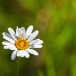 Réti margitvirág vagy margaréta (Leucanthemum vulgare)