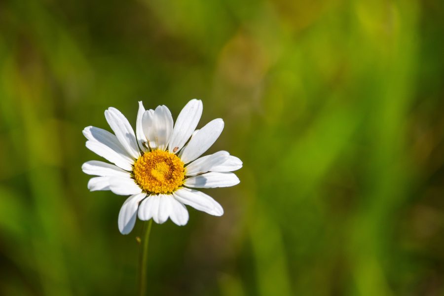 Réti margitvirág vagy margaréta (Leucanthemum vulgare)