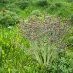 Tátorján (Crambe tataria) virágzás előtt