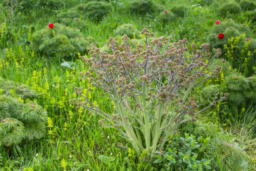 Tátorján (Crambe tataria) virágzás előtt