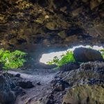 A fatörzsbarlangok élővilága