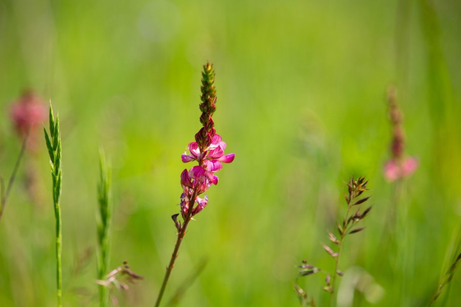 Baltacim (Onobrychis viciifolia)