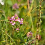 Ezerjófű (Centaurium)