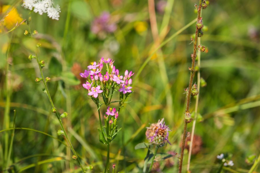 Ezerjófű (Centaurium)