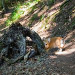 Floppy, az erdélyi Corgi is velünk kirándul