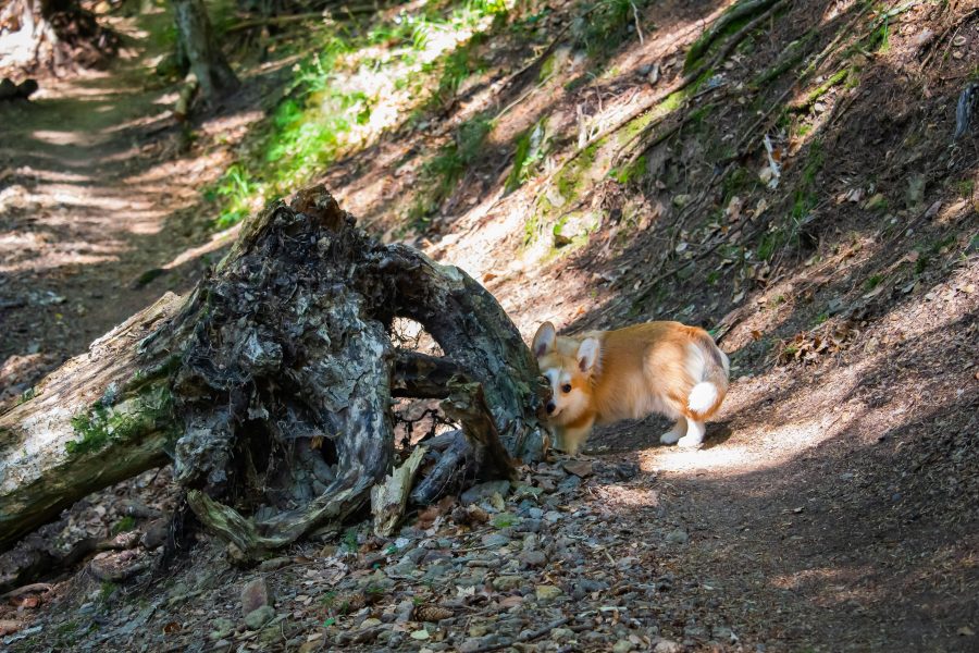 Floppy, az erdélyi Corgi is velünk kirándul