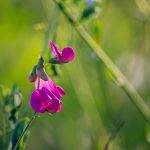 Gumós lednek (Lathyrus tuberosus)