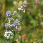 Kék iringó (Eryngium planum)