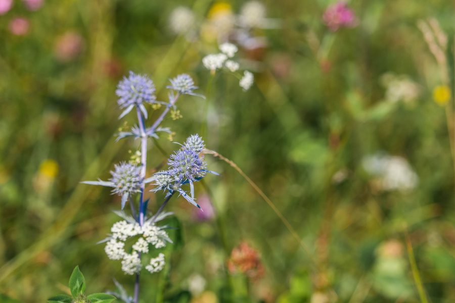 Kék iringó (Eryngium planum)