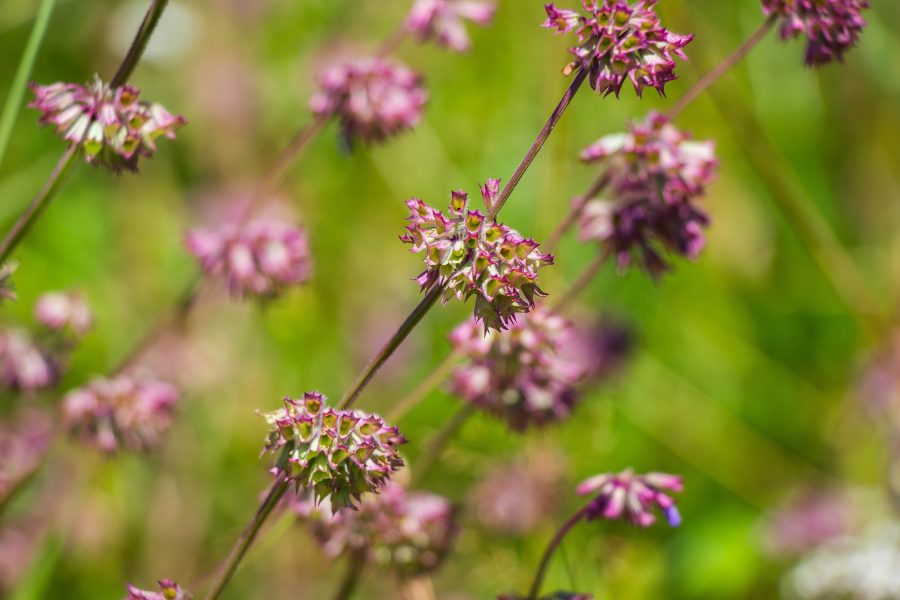 Lózsálya (Salvia verticillata)