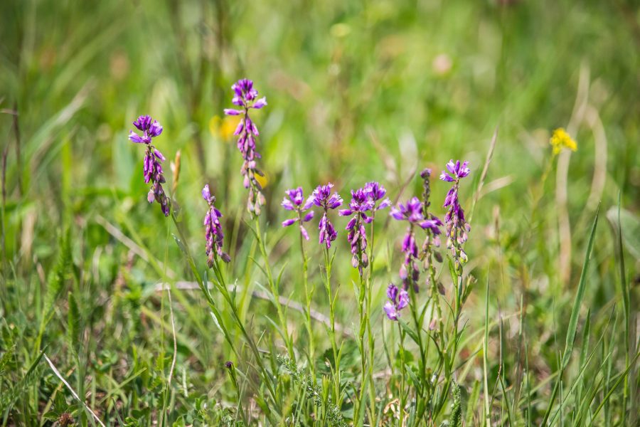 Pacsirtafű (Polygala)