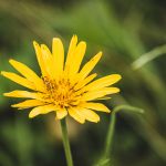 Réti bakszakáll (Tragopogon pratensis)