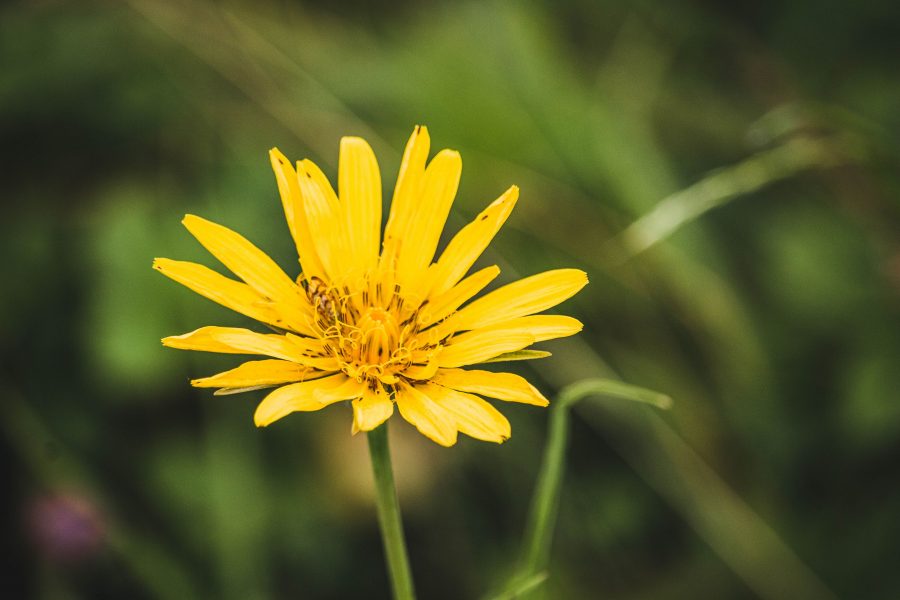 Réti bakszakáll (Tragopogon pratensis)