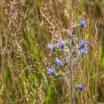 Terjőke kígyószisz (Echium vulgare)