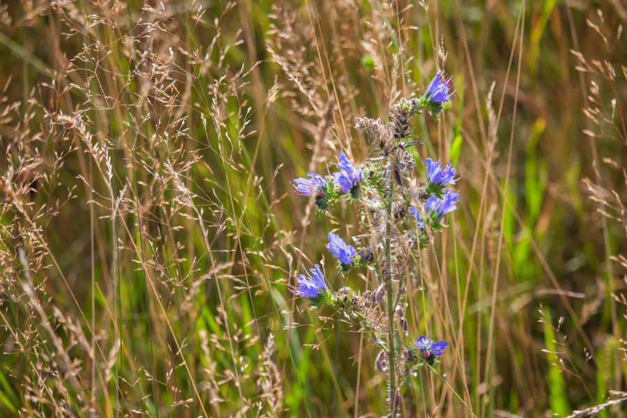 Terjőke kígyószisz (Echium vulgare)