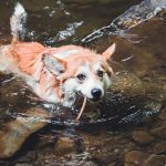 Floppy kutyánk hűsül a vízben