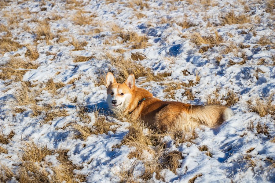 Floppy, az erdélyi Corgi élvezi a havat