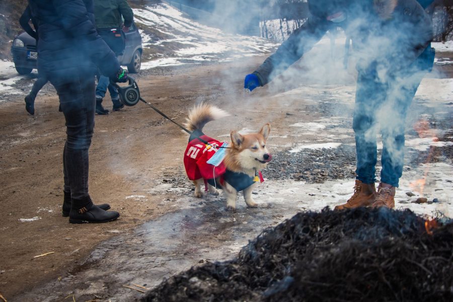 Floppy, az erdélyi Corgi a sófalvi farsangtemetésen