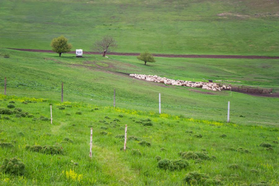 Legelésző juhok a sztyeppei bazsarózsa rezervátum szomszédságában
