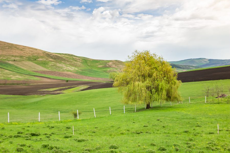 Magányos fa a rezervátum sarkában