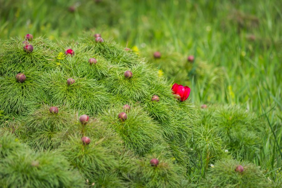 Sztyeppei bazsarózsa (Paeonia tenuifolia L)