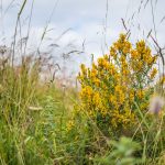 Festő rekettye (Genista tinctoria)