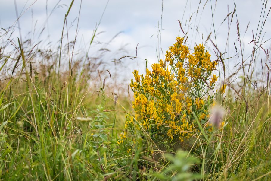 Festő rekettye (Genista tinctoria)