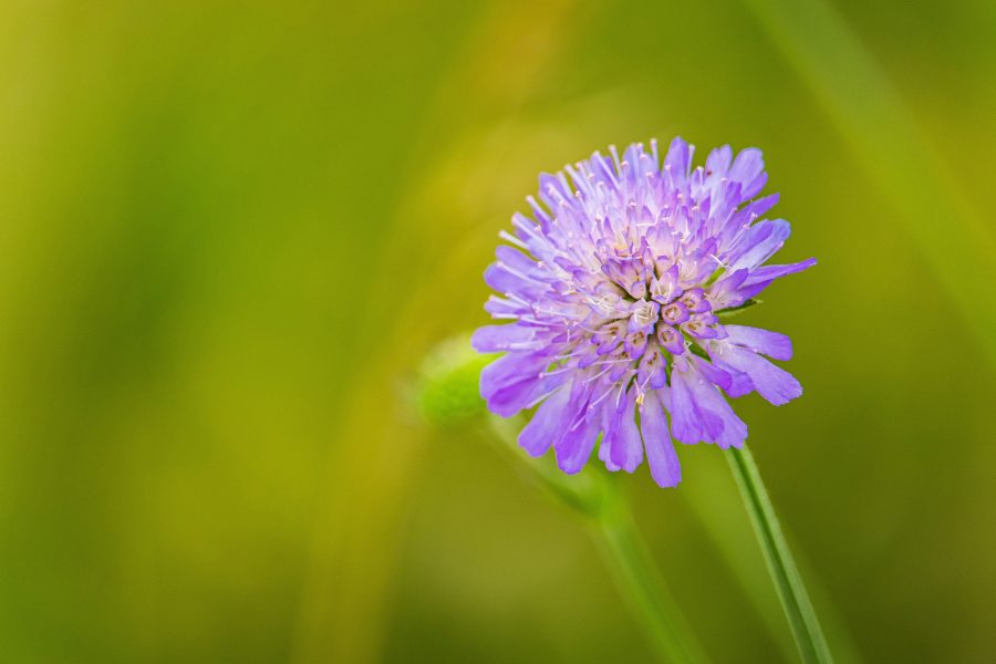 Mezei varfű (Knautia arvensis)