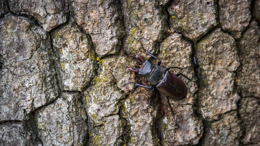 Nagy szarvasbogár (Lucanus cervus)