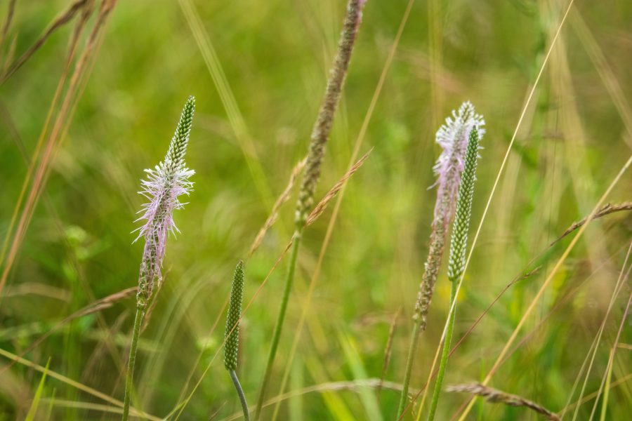 Réti útifű (Plantago media)