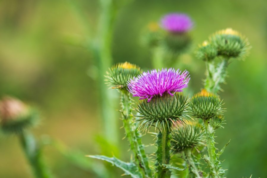 Szamárbogáncs (Onopordum acanthium)