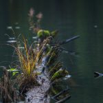 A Gyilkos-tó különleges élővilága