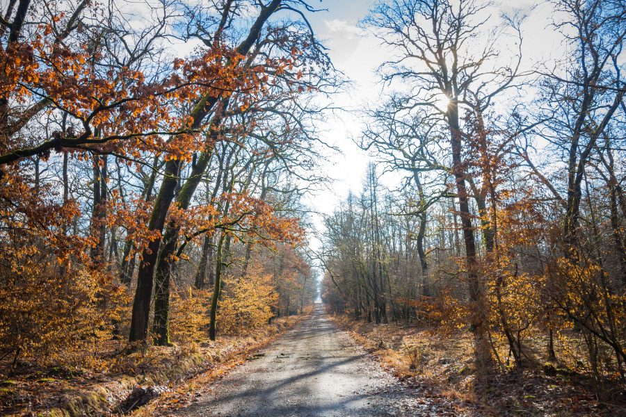 Erdei úton lehet sétálni a Mocsári erdőben