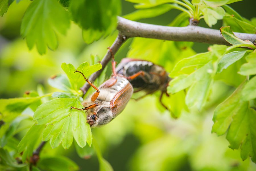 A májusi cserebogár természetes élőhelye