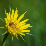 Nagy bakszakáll (Tragopogon dubius)