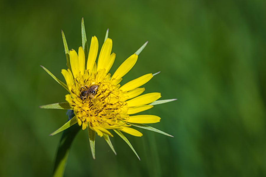 Nagy bakszakáll (Tragopogon dubius)