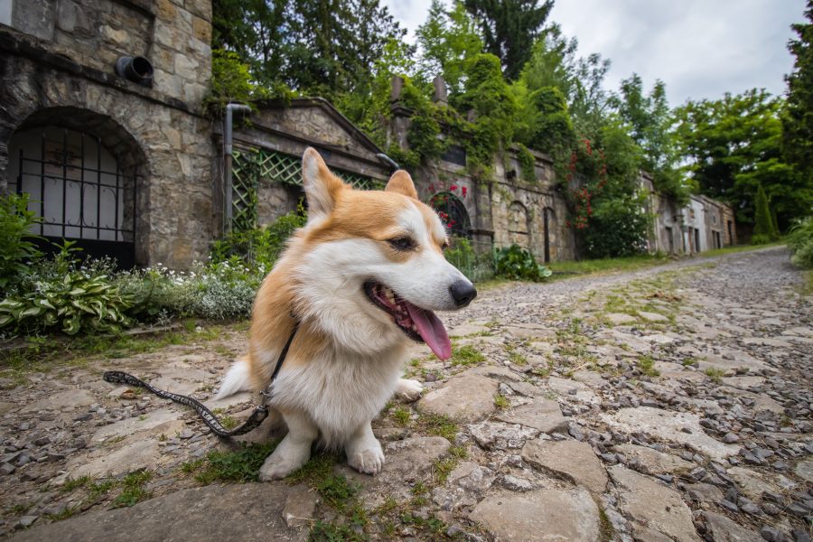 Floppy kutyánk is velem tartott a temető látogatáson