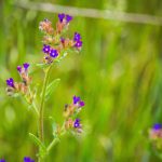 Orvosi atracél (Anchusa officinalis)