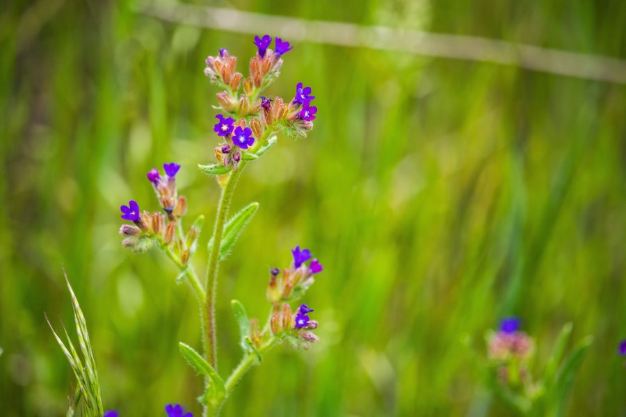 Orvosi atracél (Anchusa officinalis)