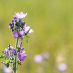 Papsajtmályva avagy közönséges mályva (Malva neglecta)