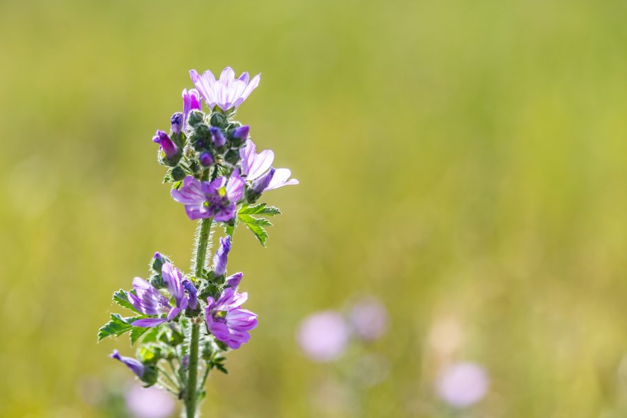 Papsajtmályva avagy közönséges mályva (Malva neglecta)