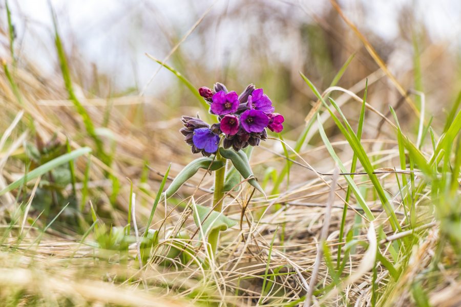 Bársonyos tüdőfű (Pulmonaria mollis)