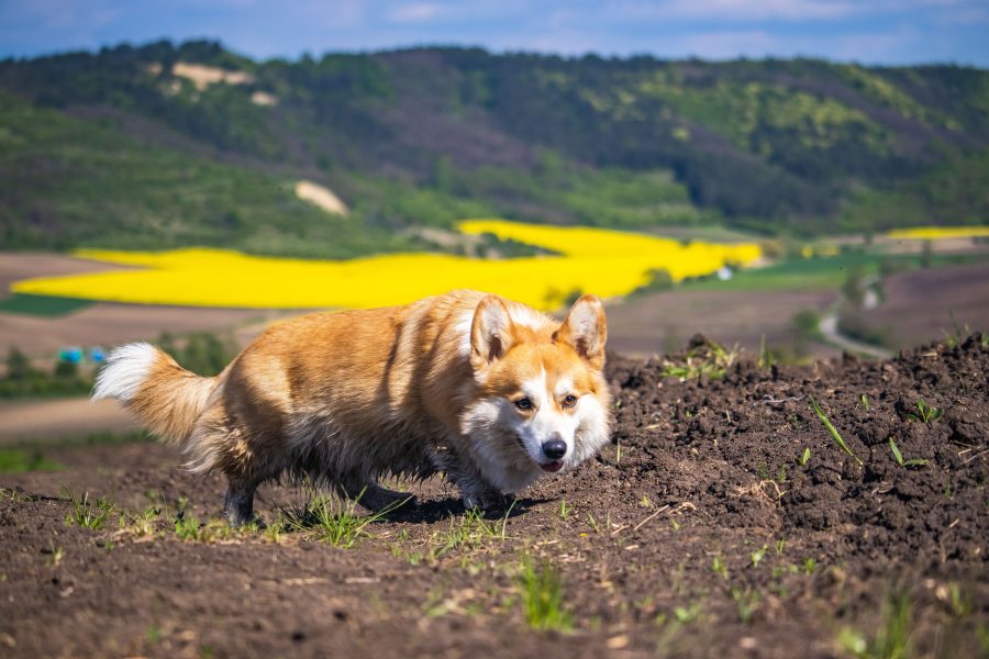 Floppy, a fácán vadász