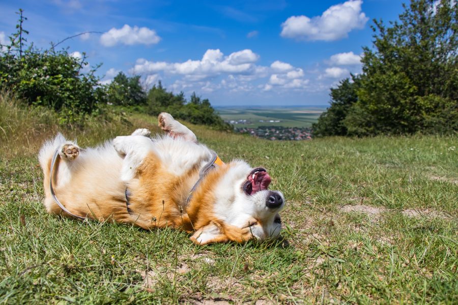 Floppy kutyánk és a híres póz