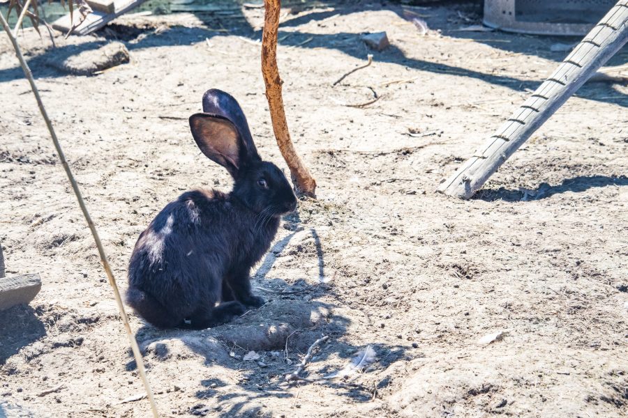 Nyuszi a madarak között