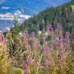 Erdei deréce avagy málnavész-virág (Epilobium angustifolium)