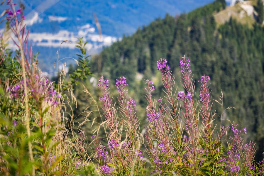 Erdei deréce avagy málnavész-virág (Epilobium angustifolium)